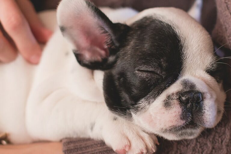 a small puppy lays in a woman's arms