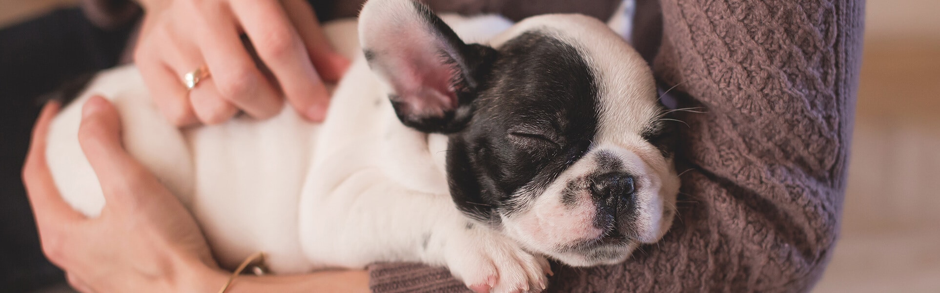 a small puppy lays in a woman's arms
