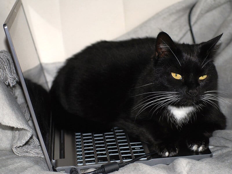 furry black cat lays over a laptop on a bed