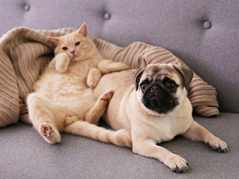 a cat and a dog laying together on a couch