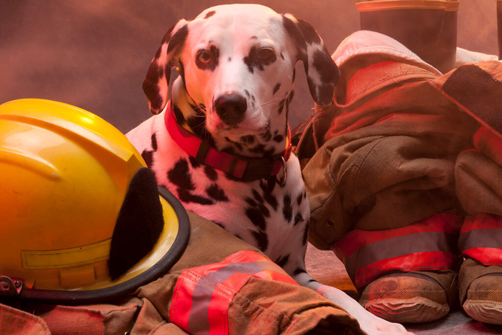 The  dalmatian remains a firehouse mascot, protecting the trucks, fireman, and their protective clothing.