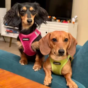 Poppy y Flynn de Alex