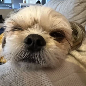 Los escombros de Matt